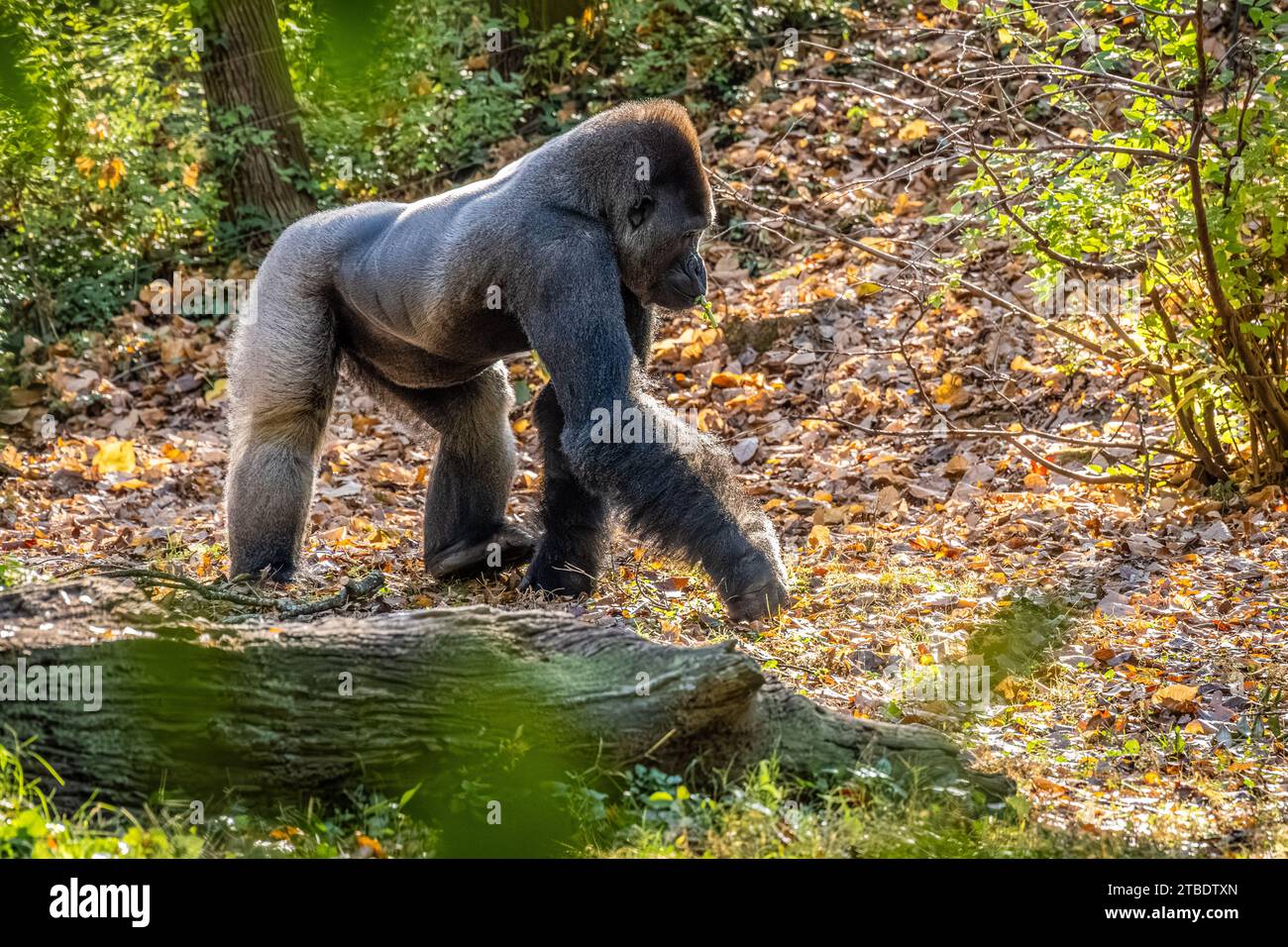 Silverback Western-Flachland-Gorilla im Zoo Atlanta in der Nähe der Innenstadt von Atlanta, Georgia. (USA) Stockfoto