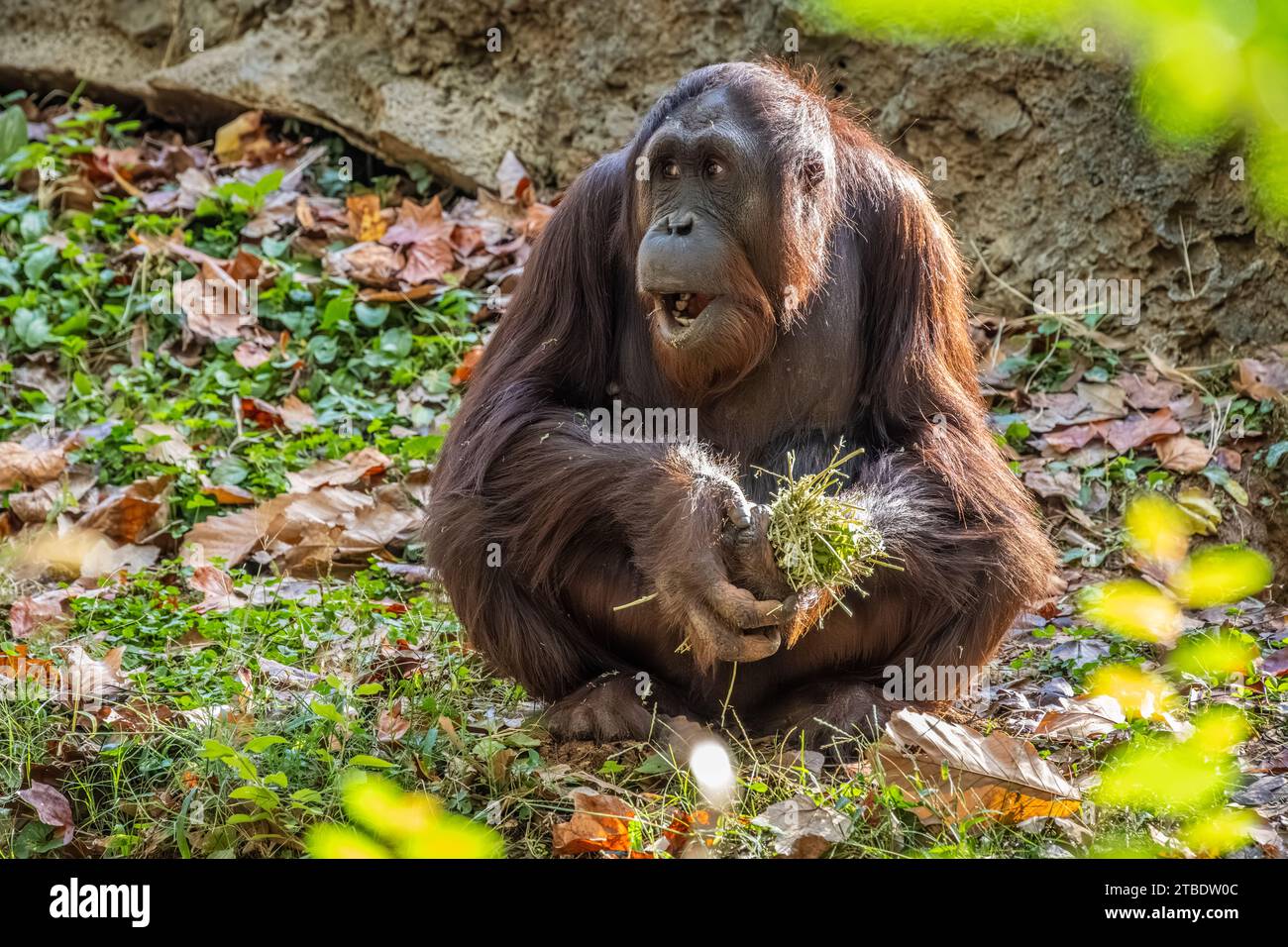 Orang-Utan im Zoo Atlanta in Atlanta, Georgia. (USA) Stockfoto