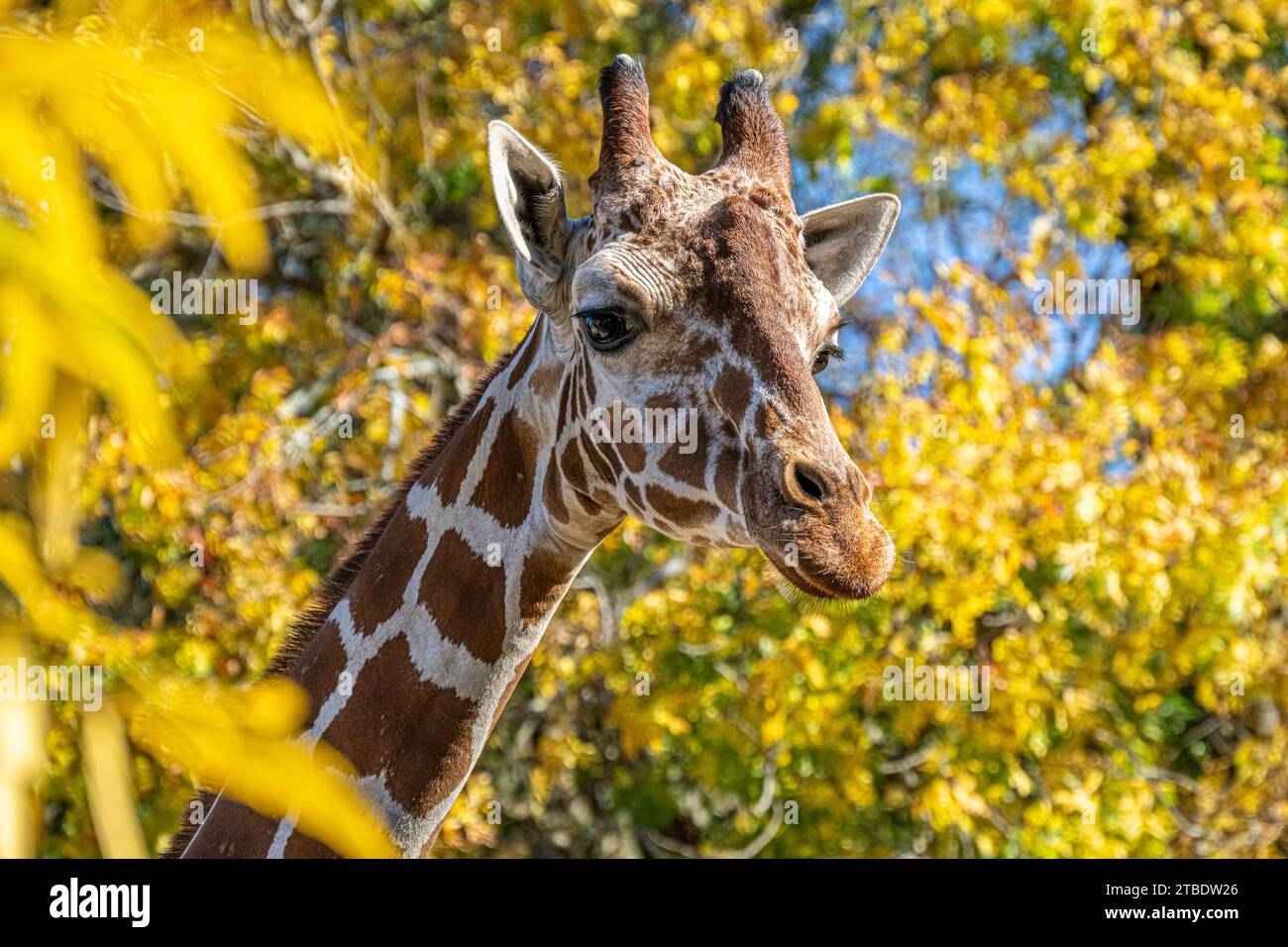 Giraffe (Giraffa camelopardalis) im Herbstlaub im Zoo Atlanta in Atlanta, Georgia. (USA) Stockfoto