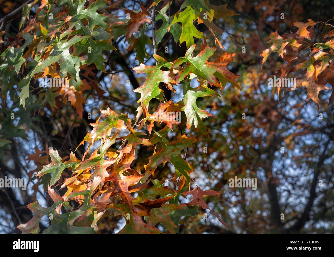 Herbstliches Laub an der Roteiche als Hintergrund. Stockfoto