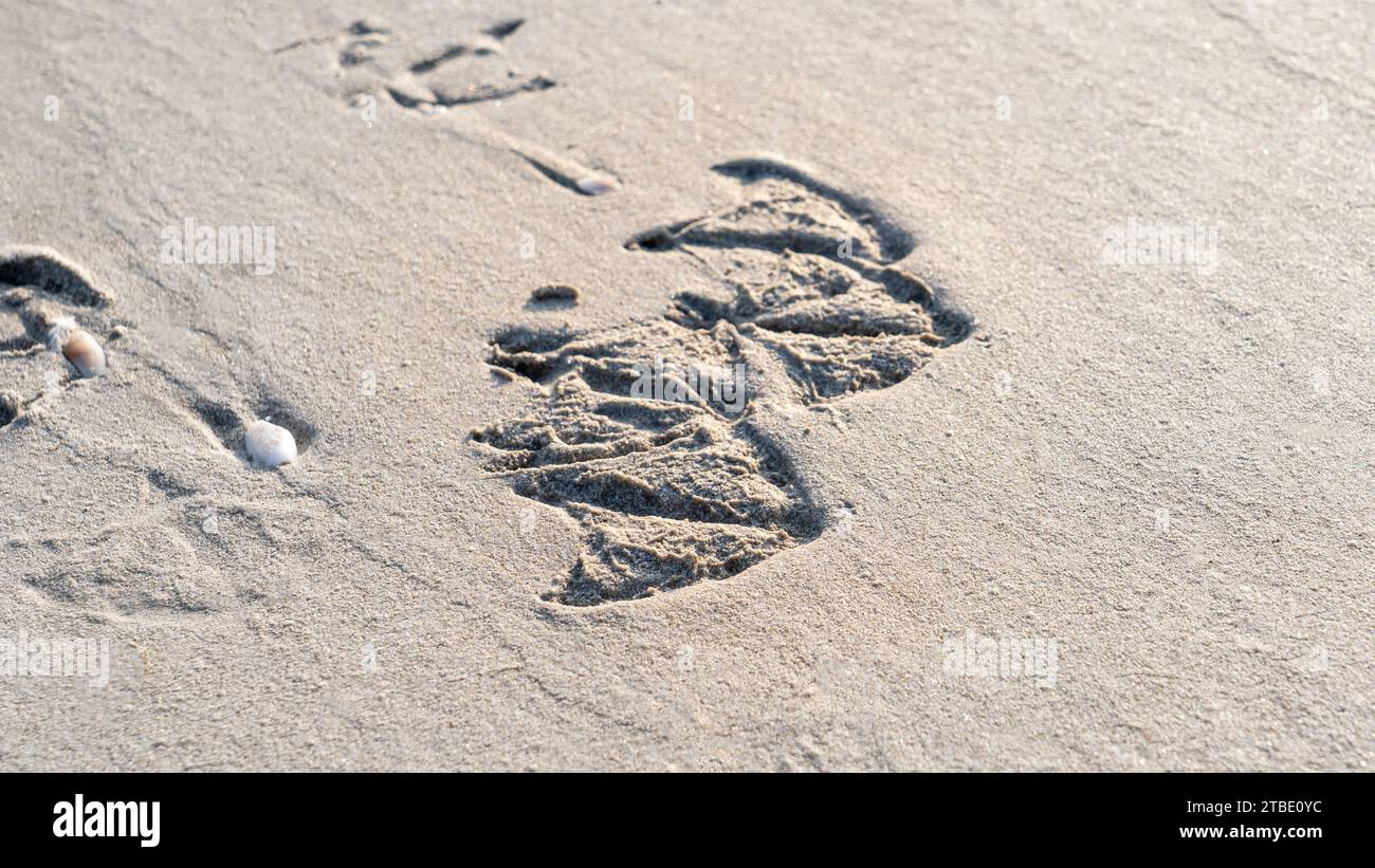 Salalah, oman, 11. November 2023: Die Fußstapfen einer Möwe markieren das Ufer von Salalah. Stockfoto