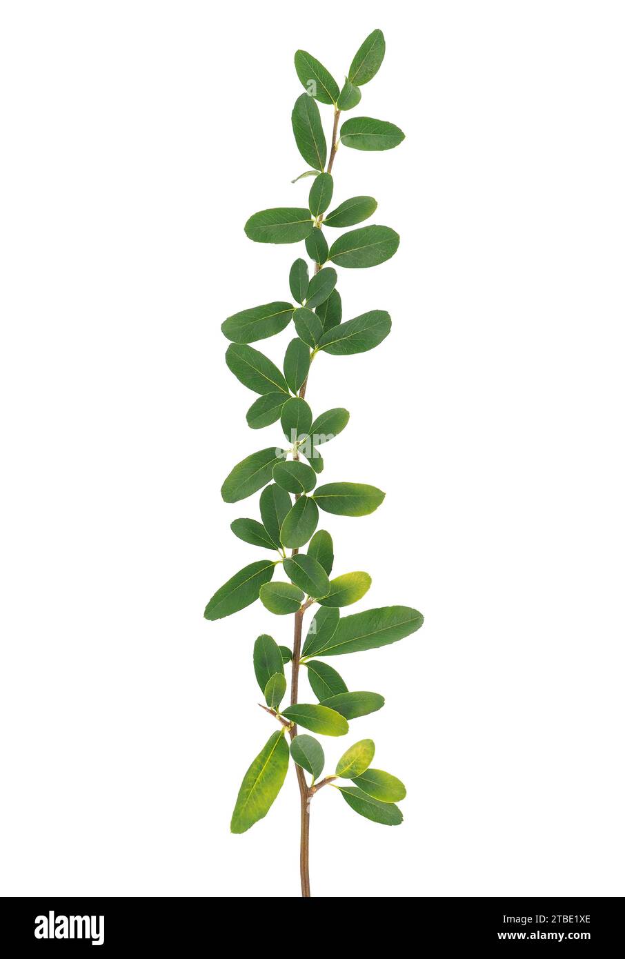 Nepalesisches feuerdorn isoliert auf weißem Hintergrund, Pyracantha crenulata Stockfoto