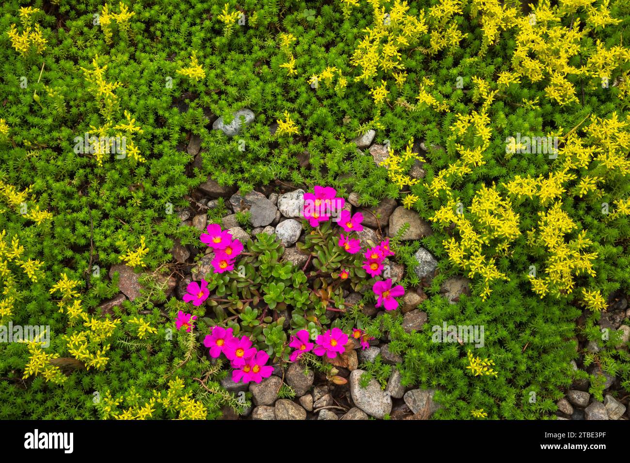 Rosa blühende Sedum - Stonecrop und gelbe Sedum sexangulare - geschmacklose Stonecrop Pflanzen in Flusssteinfassungen im Sommer. Stockfoto