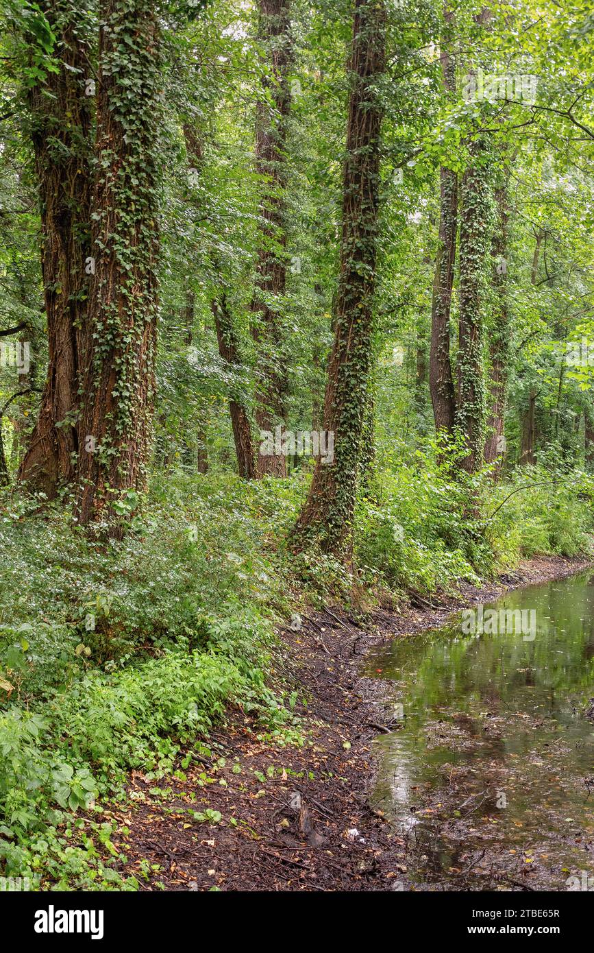 Bäume mit Efeu bewachsen, Sommertag in geheimnisvoller Landschaft am See Stockfoto