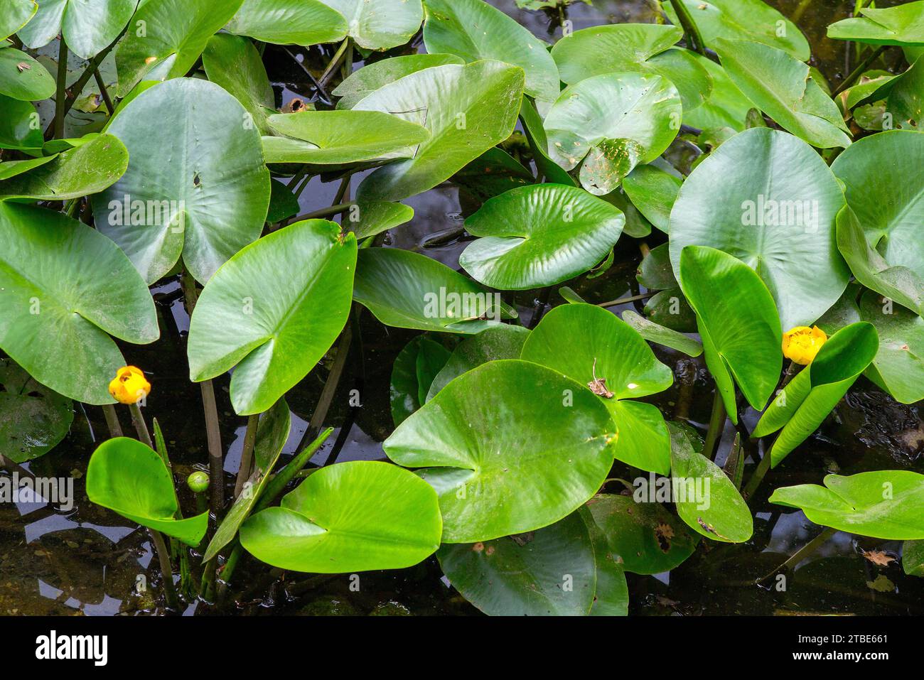 Gelbe Seerose, Wasserpflanze, Nuphar lutea Stockfoto