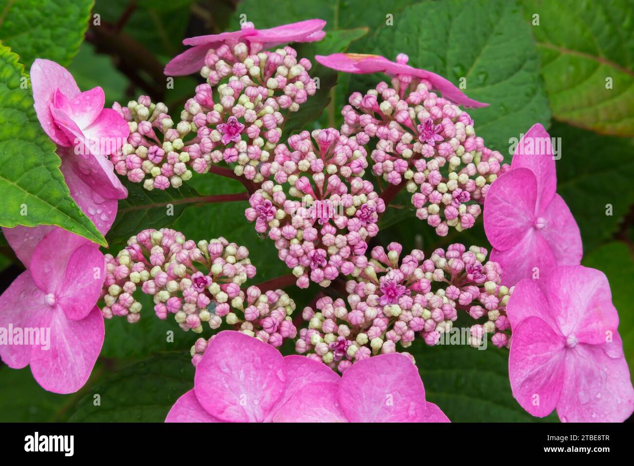 Hortensie macrophylla „Twist N Shout“ – Big Leaf Hortensie im Sommer. Stockfoto