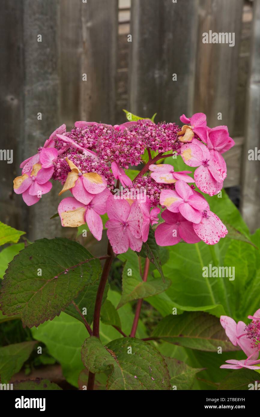 Hortensie macrophylla „Twist N Shout“ – Big Leaf Hortensie im Sommer. Stockfoto