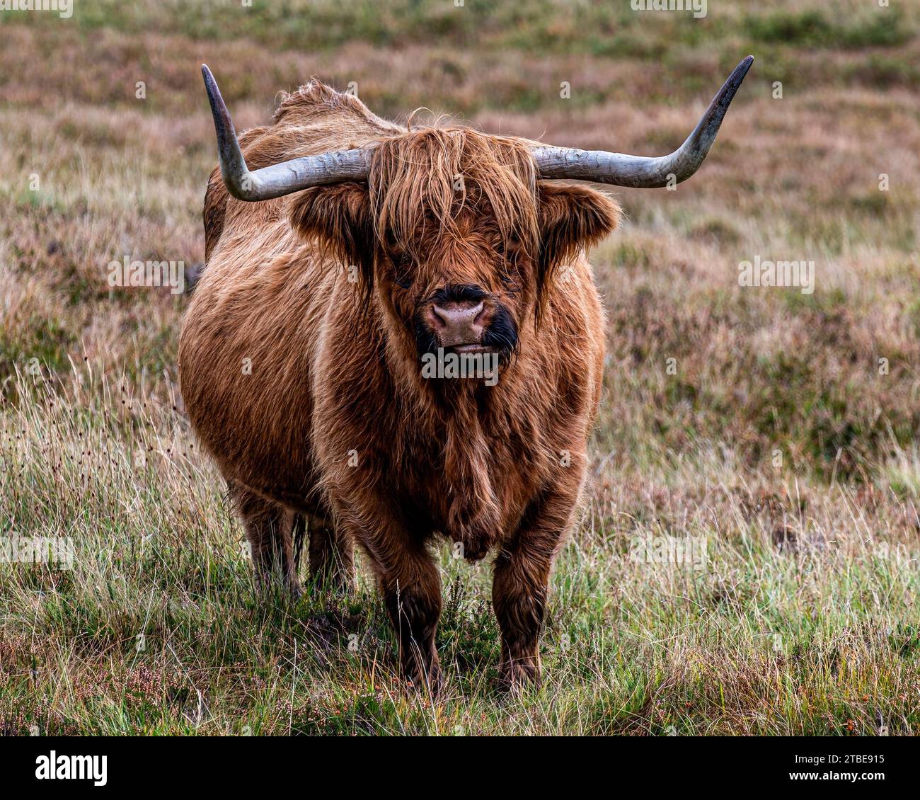 Highland Cow Stockfoto