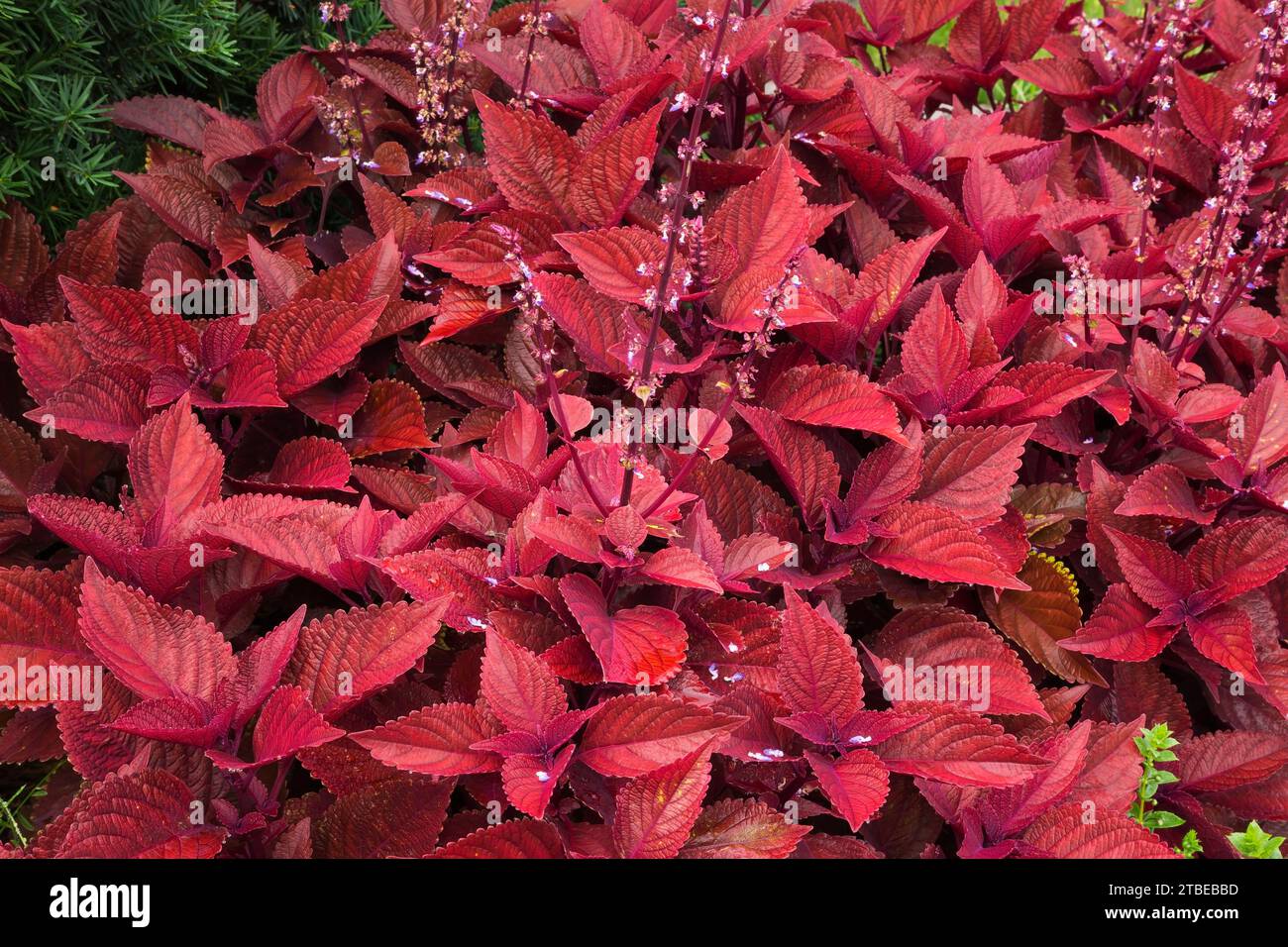 Solenostemon - Coleus in Blume im Sommer. Stockfoto