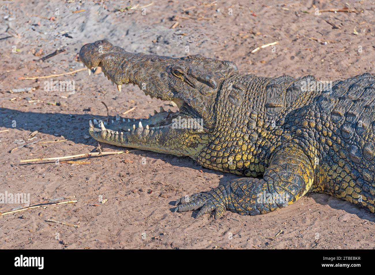Nahaufnahme eines ruhenden Nil-Krokodils entlang des Chobe River in Botswana Stockfoto
