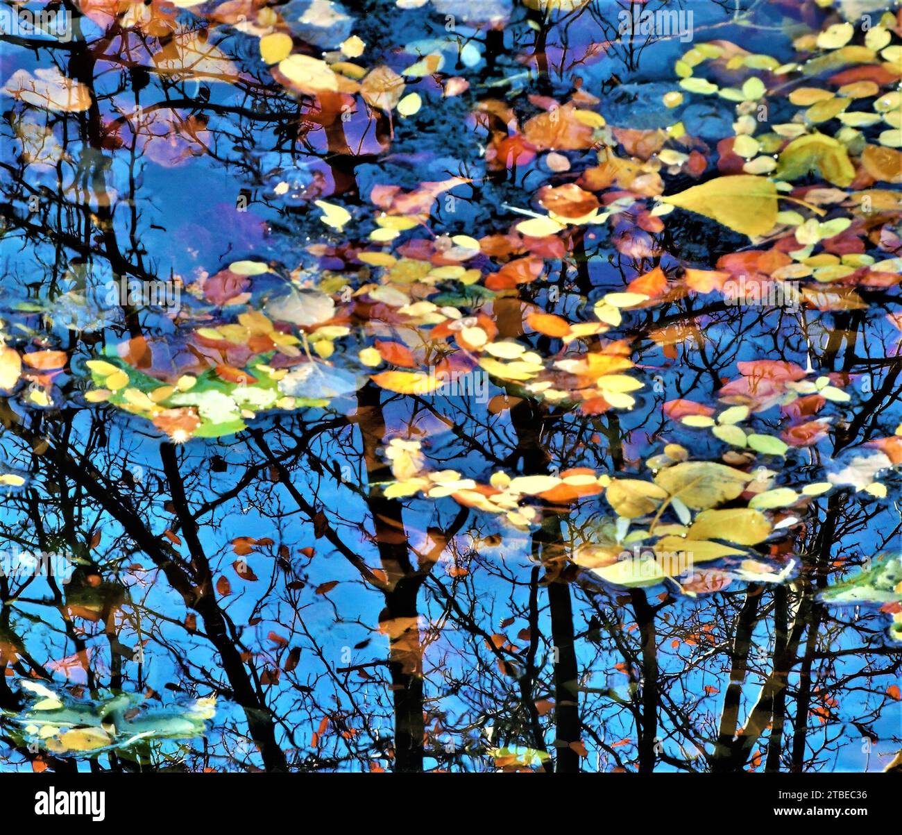 Anordnung von Wasser, Himmel, Herbstlaub und Bäumen. Stockfoto