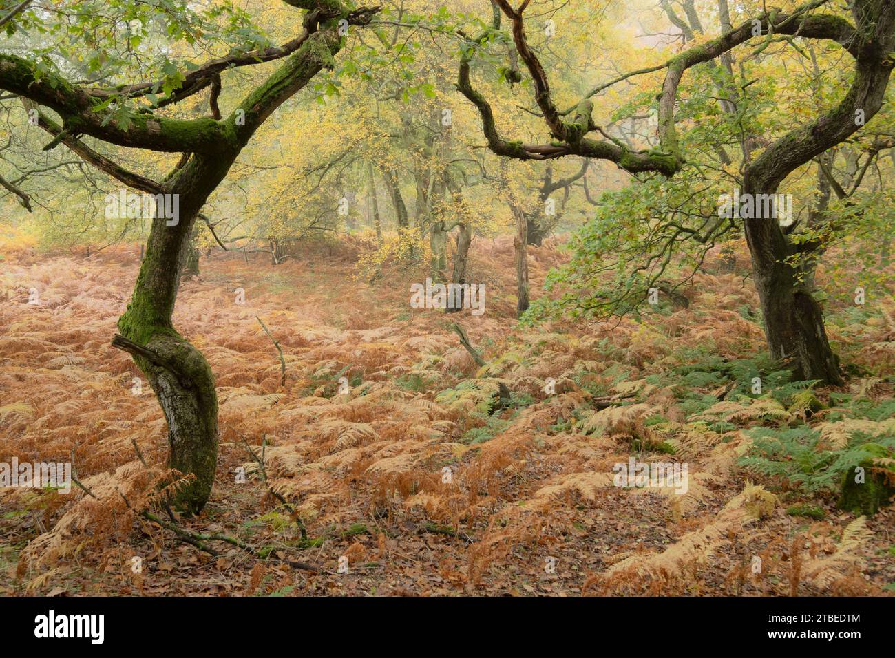Verdrehte Bäume in einem alten Wald in den North York Moors Stockfoto