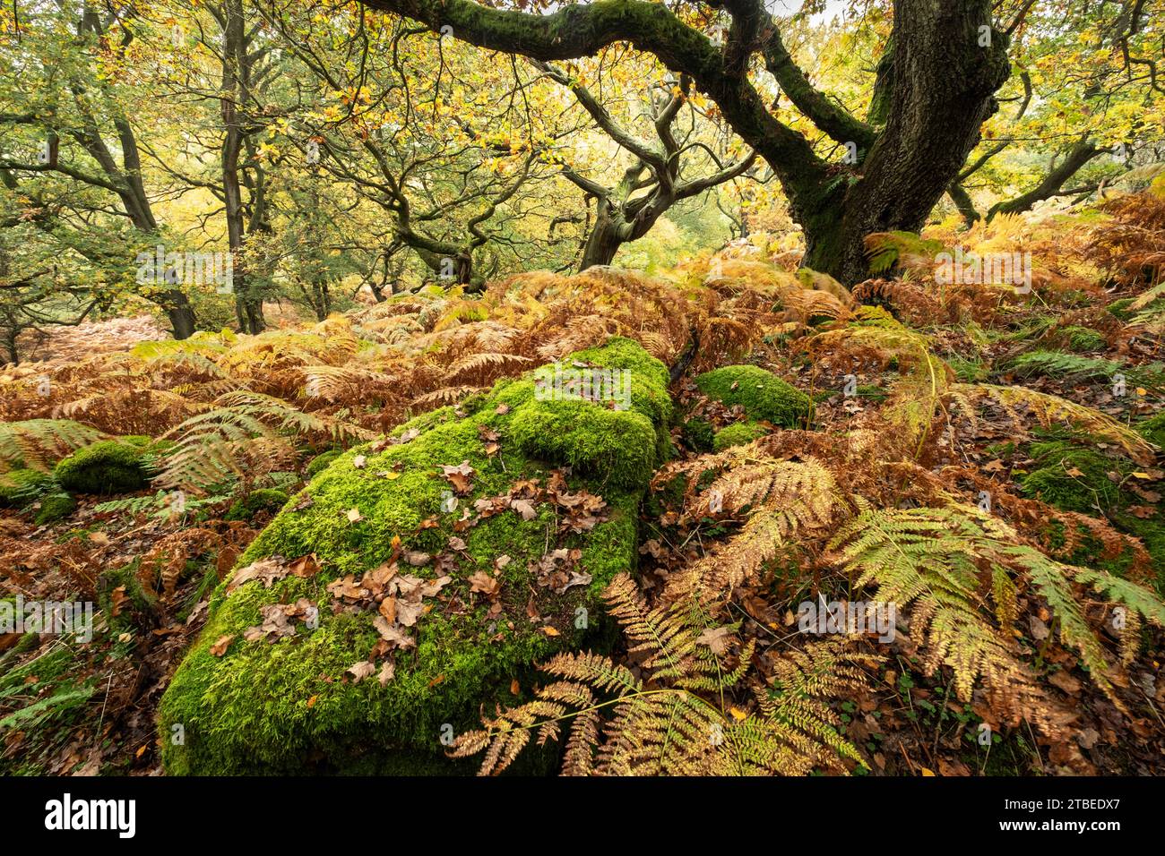 Herbstbäume in den North Yorkshire Moors Stockfoto