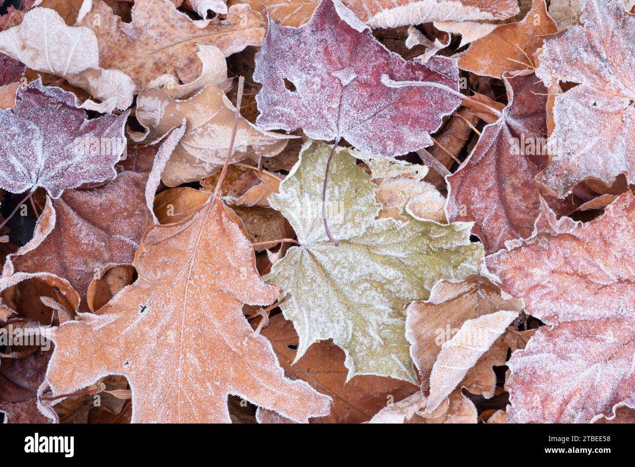 Frostige Blätter im winter Stockfoto