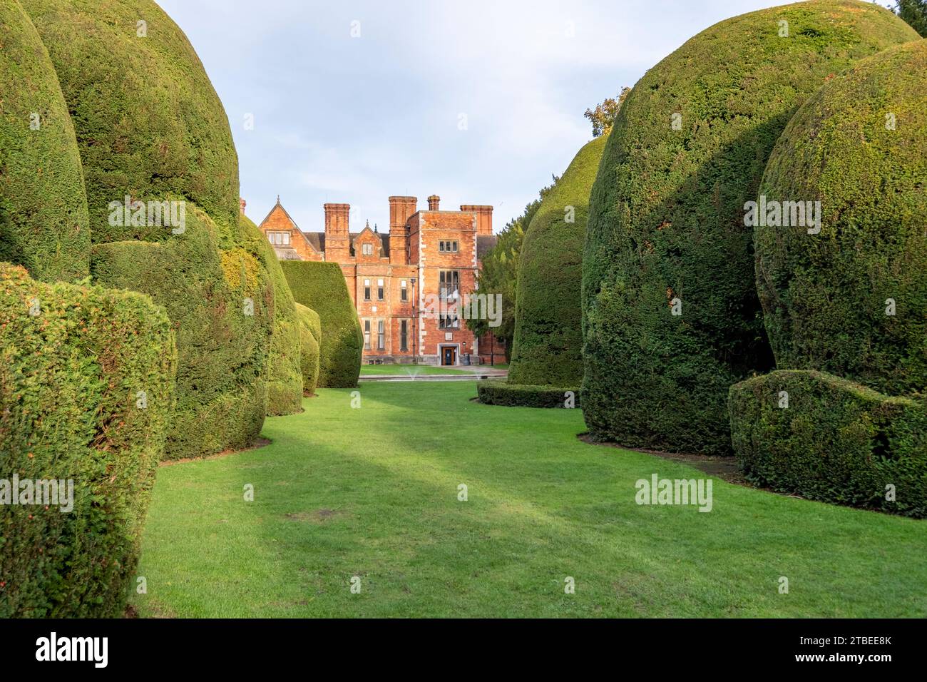 Alte Eibenkippe an der York University, Heslington Hall Stockfoto