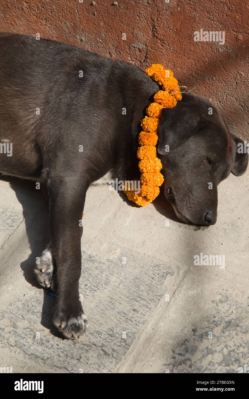 Nepal, Kathmandu, Tihar Festival, Hunden mit Blumen zu ehren, Stockfoto