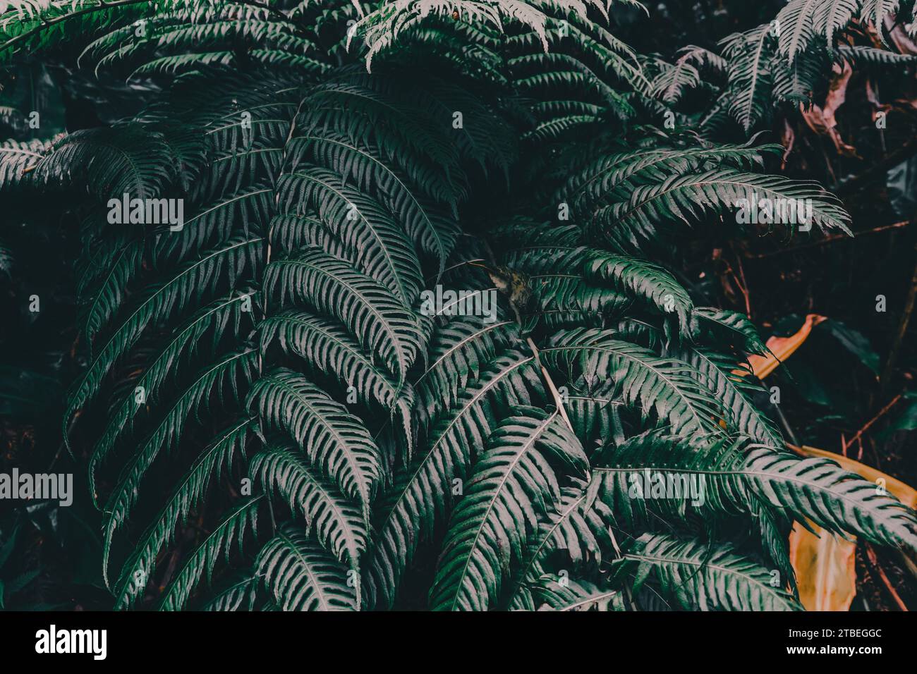 Üppig und fesselnd: Eine dunkelgrüne Pflanze zeigt ein atemberaubendes Muster und schafft eine visuell bezaubernde Komposition voller Vitalität. Stockfoto