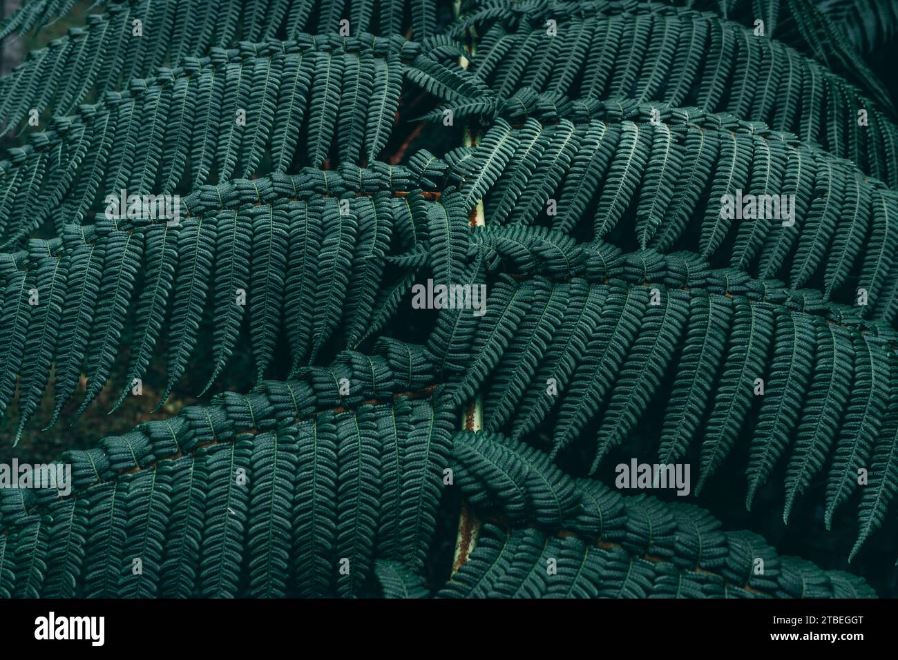 Üppig und fesselnd: Eine dunkelgrüne Pflanze zeigt ein atemberaubendes Muster und schafft eine visuell bezaubernde Komposition voller Vitalität. Stockfoto