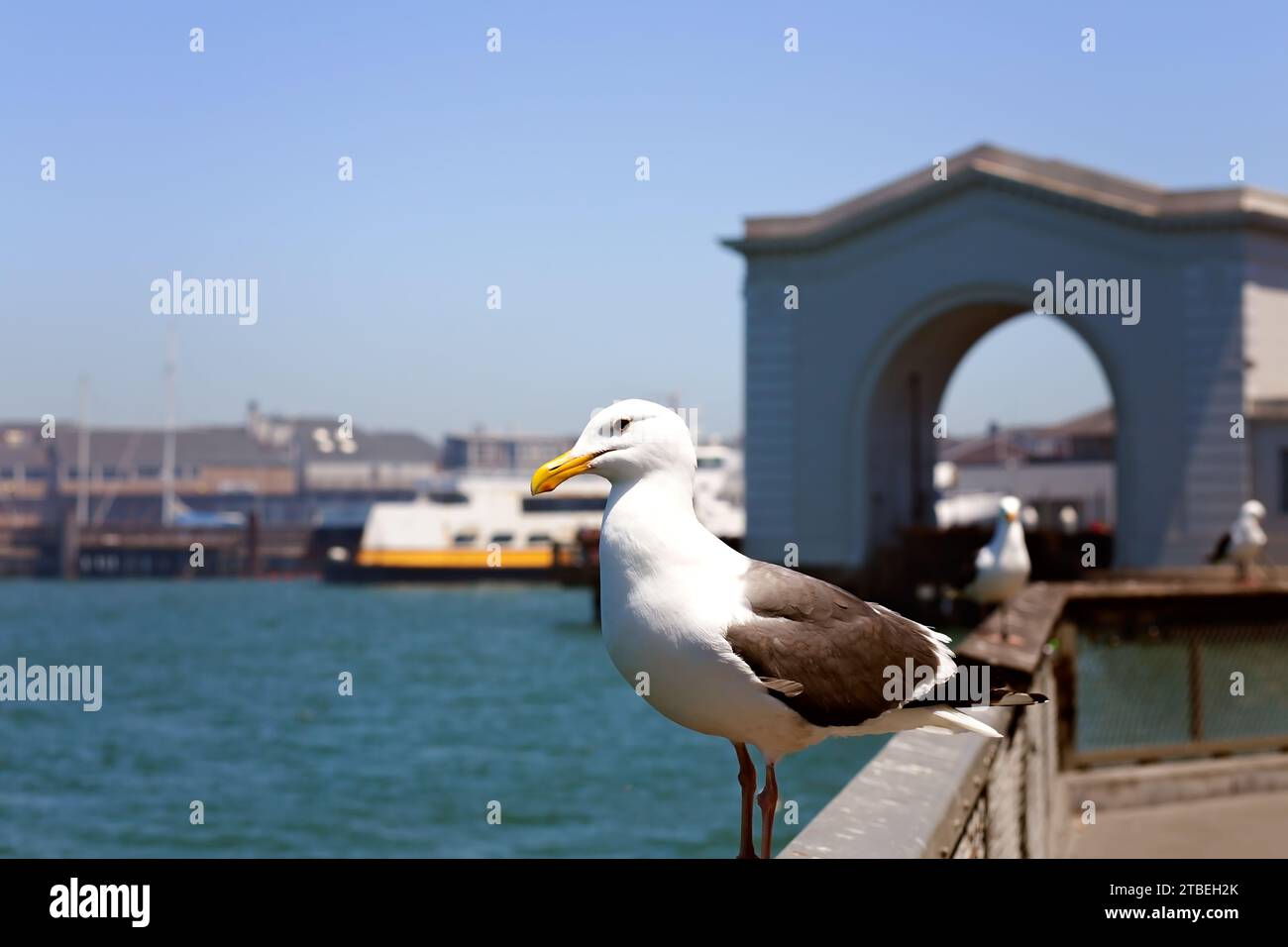 Seagull hockte auf dem Pier in Fisherman’s Wharf, San Francisco, Kalifornien Stockfoto