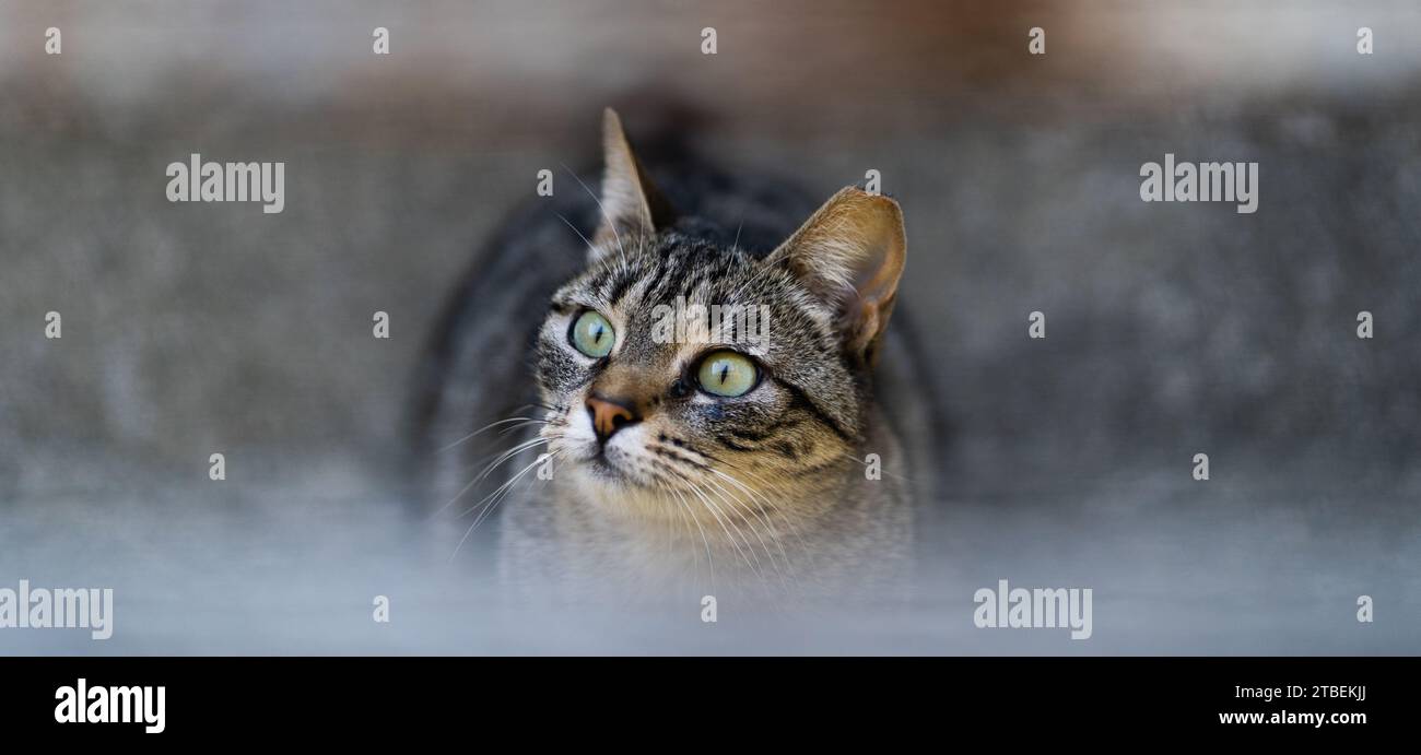 Charmante Katze: Eine reizende Katze zeigt ihre fesselnde Schönheit, mit ausdrucksstarken Augen und üppigem Fell, in einer unwiderstehlich charmanten Pose. Stockfoto