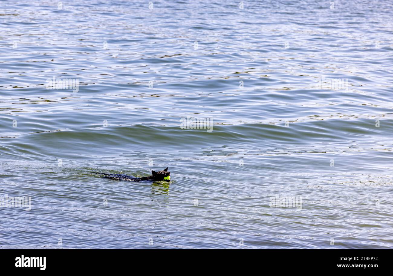 Ein schwarzer Hund holt einen Tennisball im Wasser Stockfoto