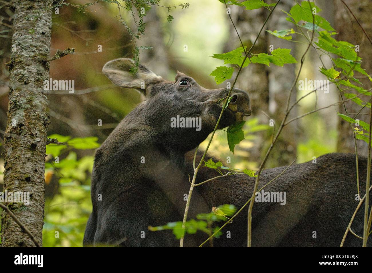 Elch reißt ein Blatt von einem Baum Stockfoto