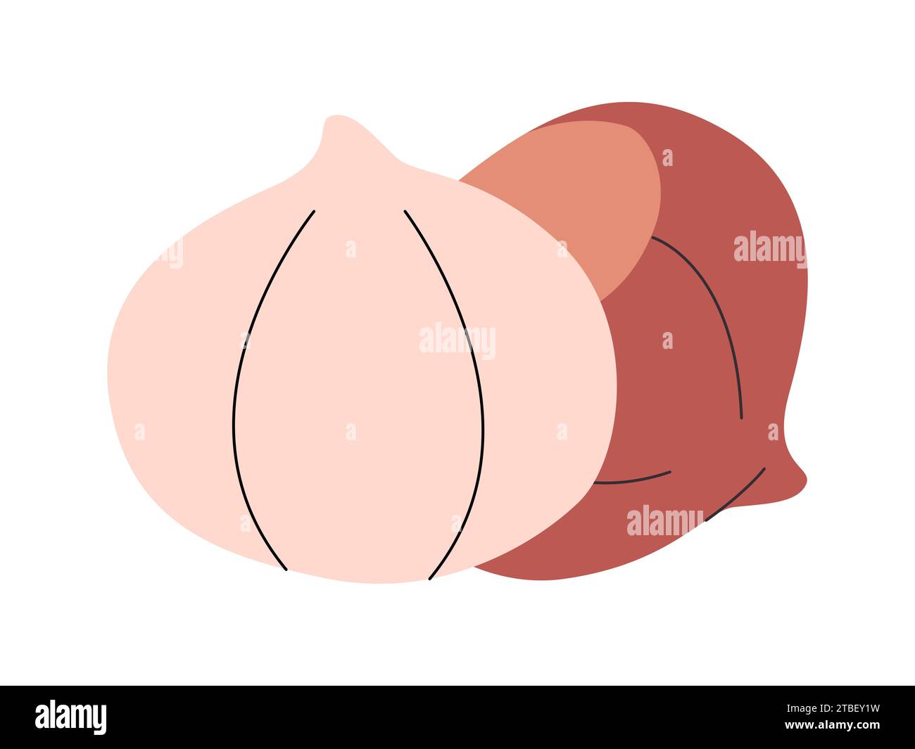 Braune Haselnuss mit Nussschalen geschälte Zutat natürliche gesunde Ernährung Vitaminnahrung köstlicher Snack Stock Vektor