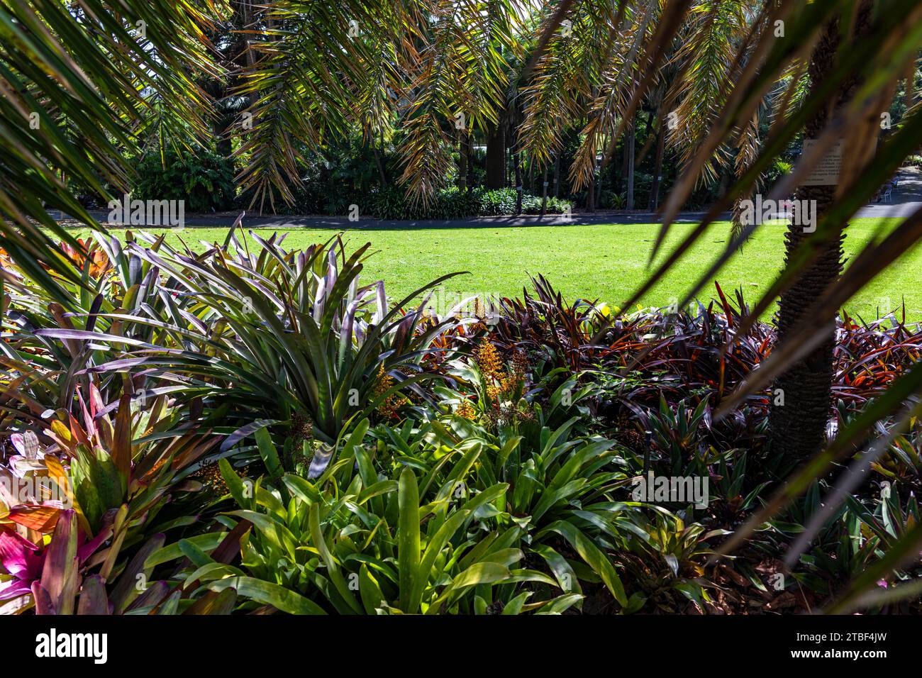 Wunderschöne farbige Blumen in den Sydney Botanical Gardens Stockfoto