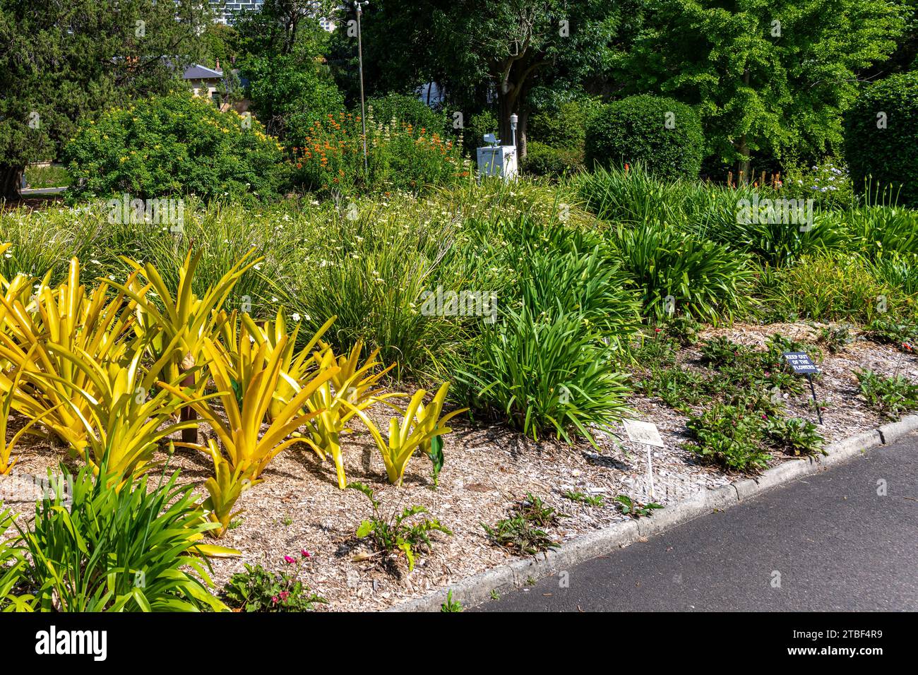 Wunderschöne farbige Blumen in den Sydney Botanical Gardens Stockfoto