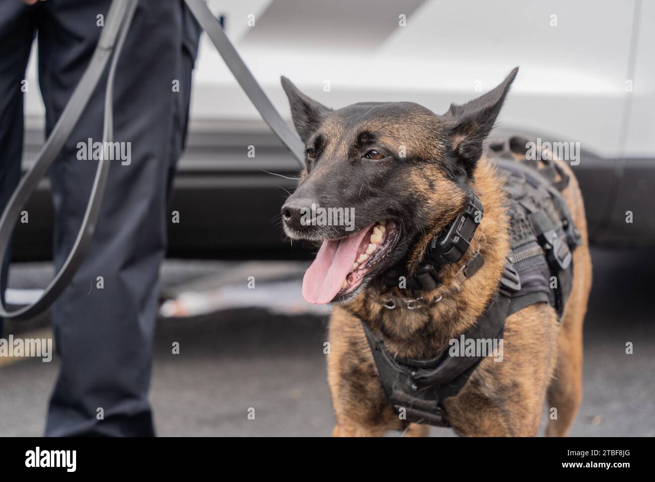 Nahaufnahme eines ausgebildeten belgischen Malinois-Polizeihundes beim Hundetag-Event in Lehigh Valley, Pennsylvania Stockfoto