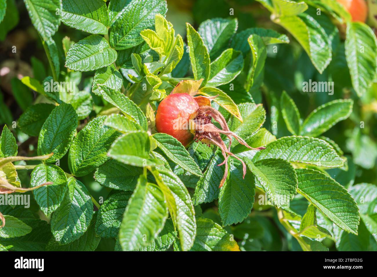 Herbst oder Sommer Natur Hintergrund mit Hagebutten Zweige im Licht der untergehenden Sonne. Die hagebutte oder Hagebutte, auch als Rose haw, ist das Zubehör Obst Stockfoto