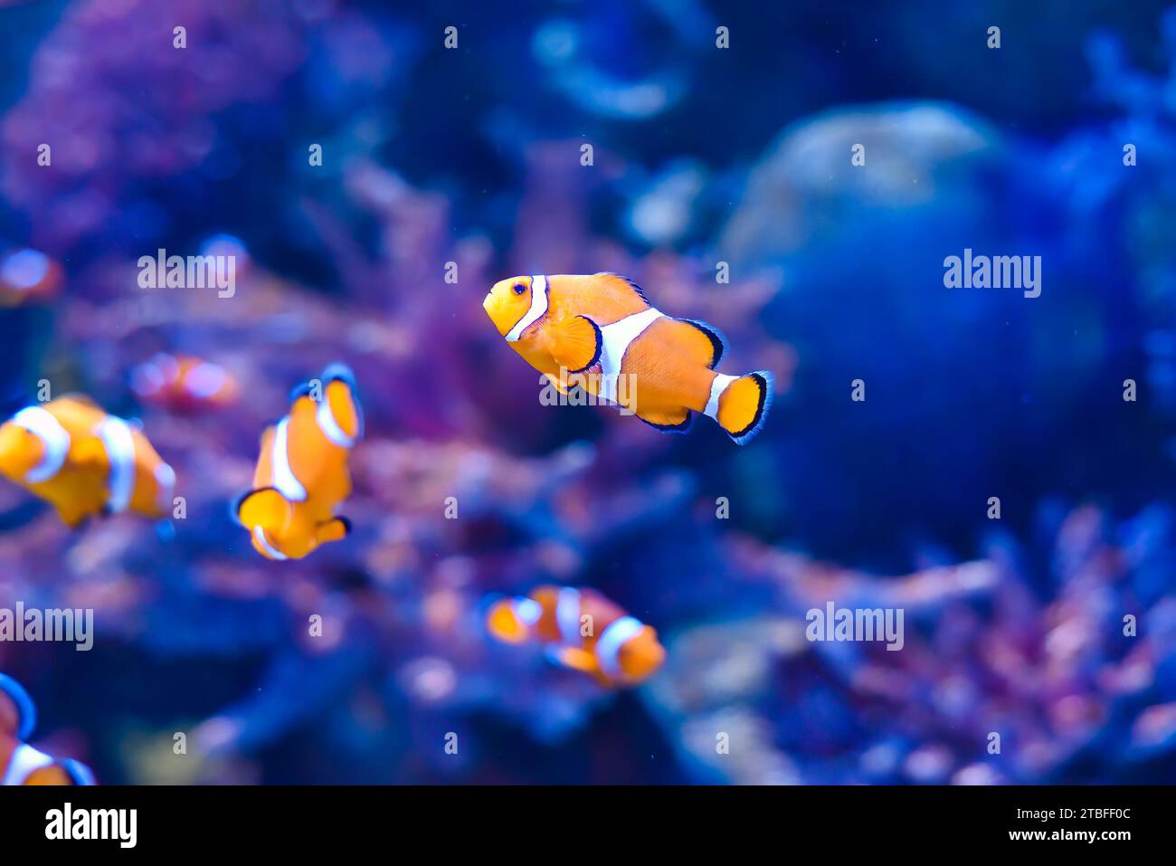 Clownfische im Aquarium auf blauem Hintergrund Stockfoto