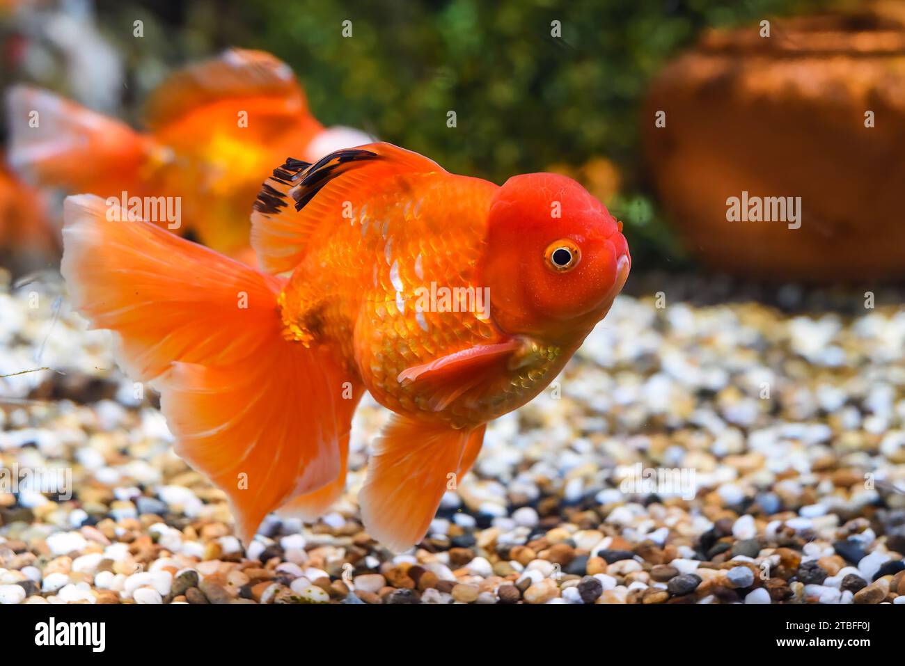 Orangen-Oranda-Goldfische im Aquarium Stockfoto