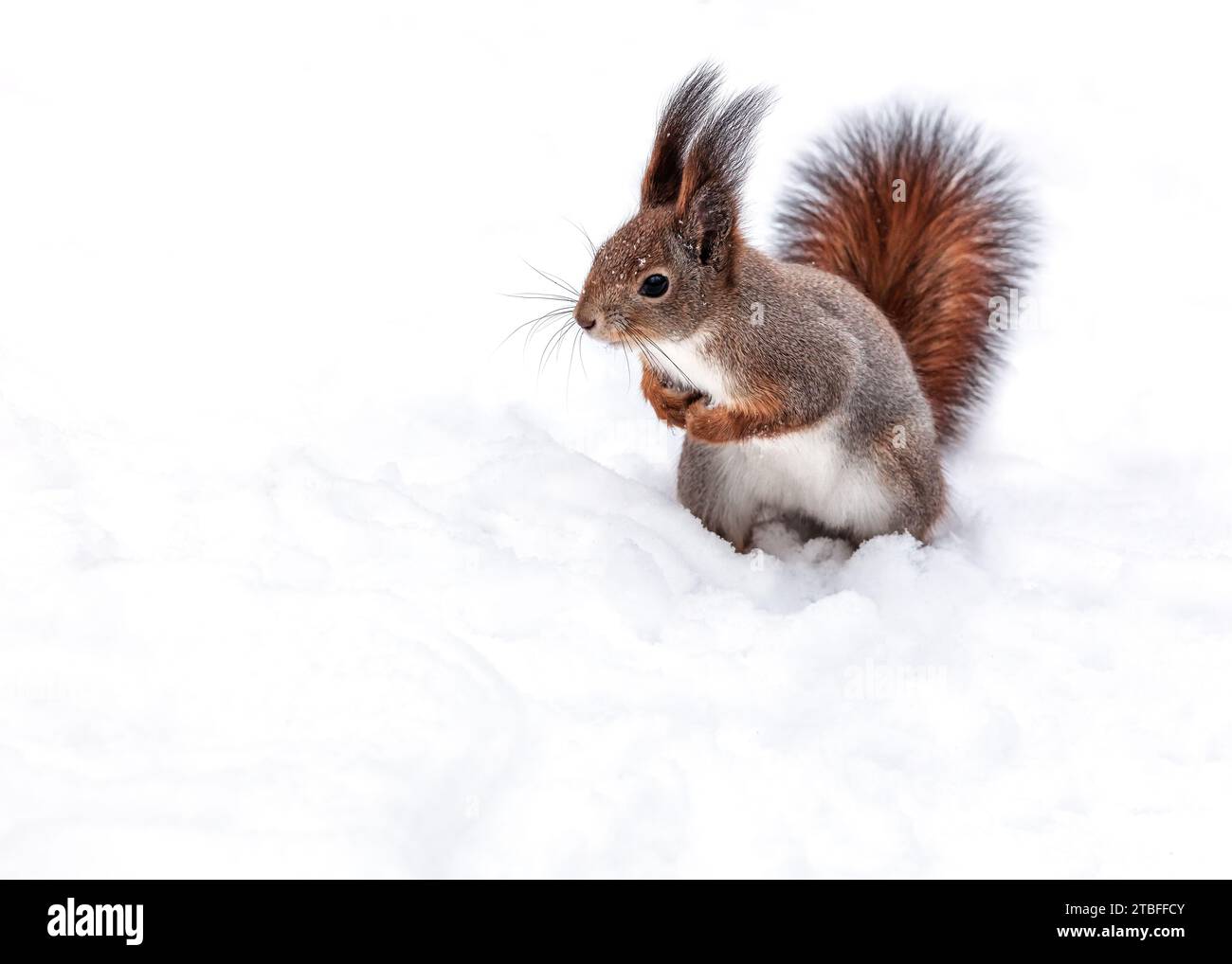 Rotes, junges Eichhörnchen, das im Winterpark auf Schnee steht und nach links blickt. Stockfoto