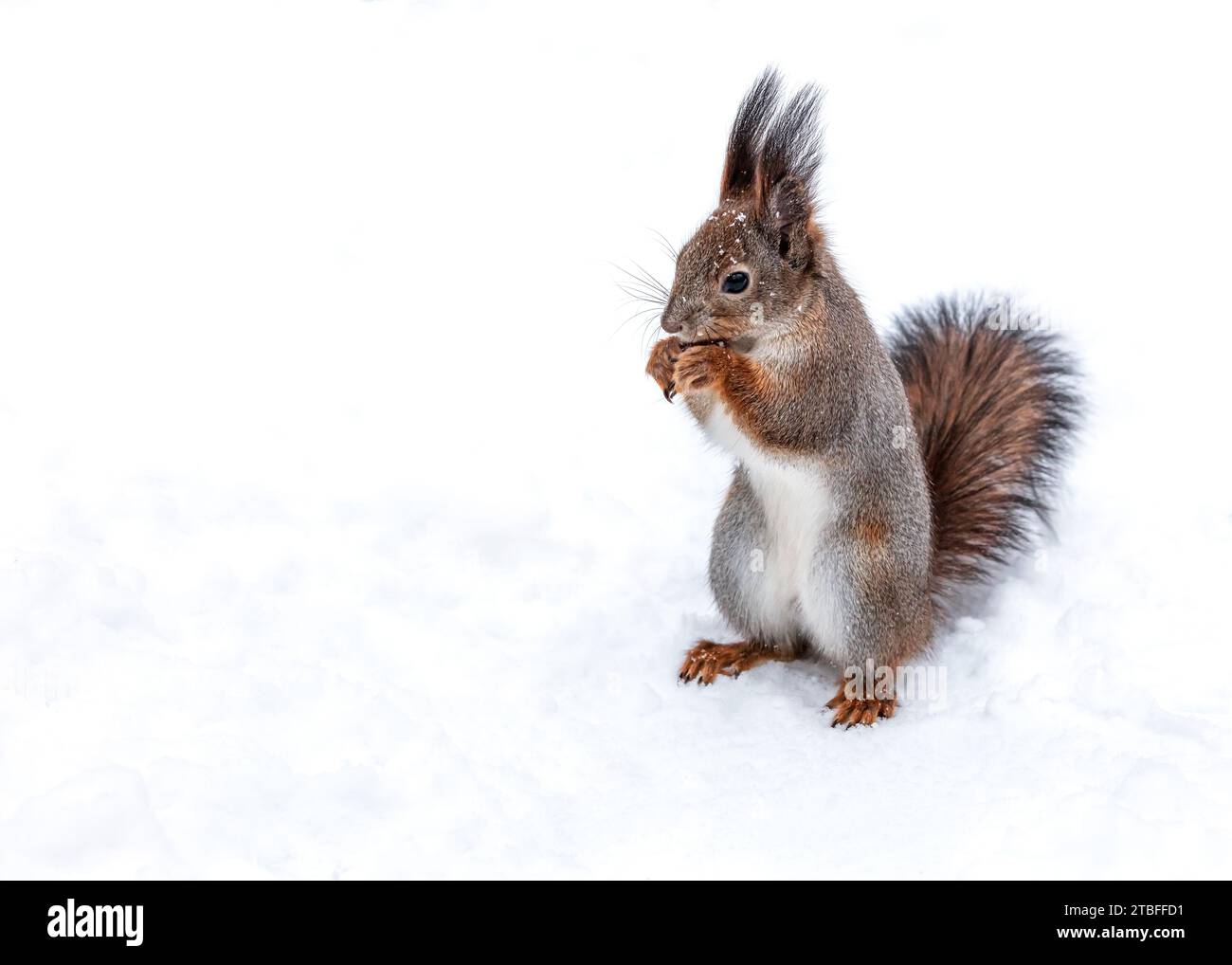 Hungriges rotes Eichhörnchen, das auf dem Schnee steht und Haselnuss isst. Stockfoto