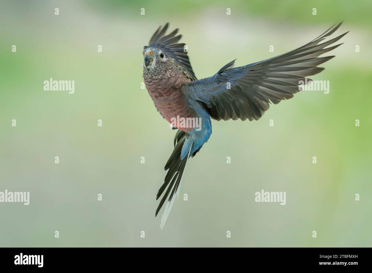 Bourke's Papagei, Neopsephotus bourkii Stockfoto