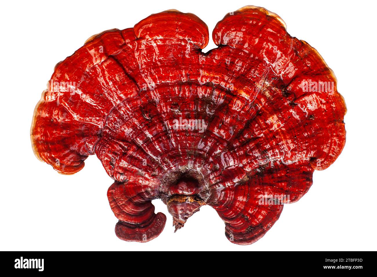 Roter Reishi-Pilz auf weißem Hintergrund isolierte Nahaufnahme, Lingzhi-Pilz, Ganoderma lucidum, lackierter Pilz, medizinischer Pilz Stockfoto
