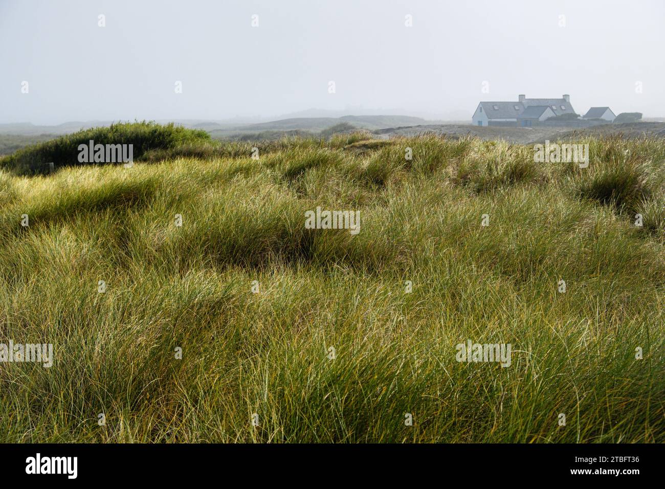 Bretonische Küstenlandschaft mit Oyat, einer ausdauernden Pflanze, die die Dünen fixiert, und Häusern im Hintergrund. Stockfoto