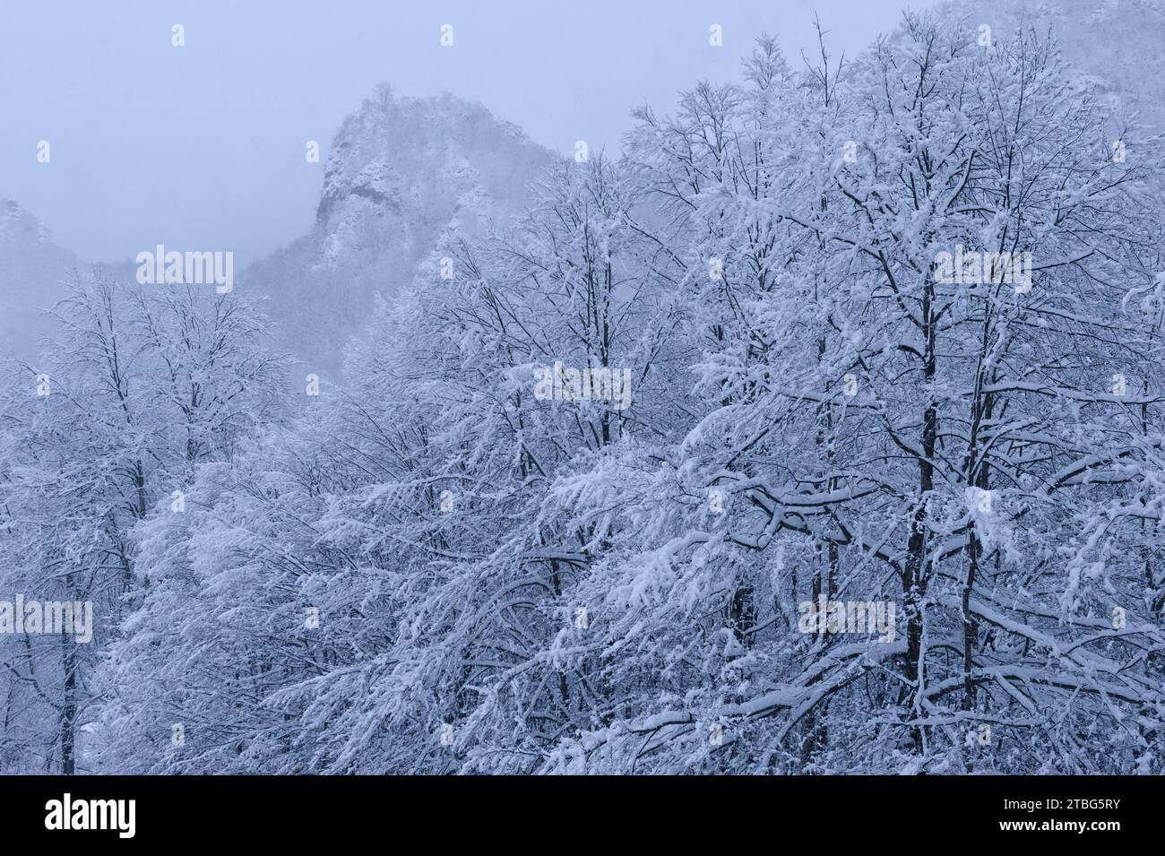 Rumänien - Alte Wälder im Winter. Stockfoto