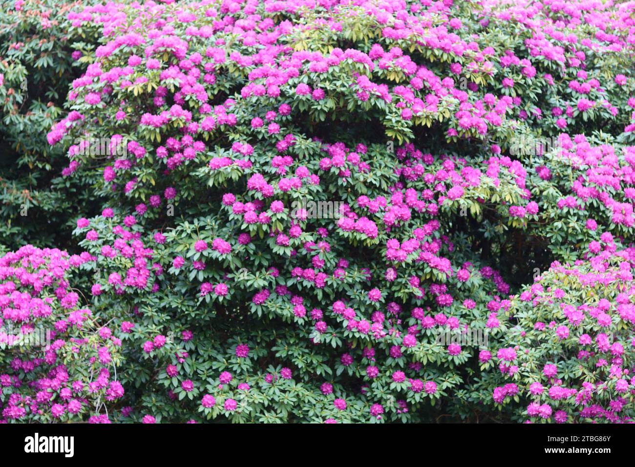 Riesiger Rhododendronstrauch, bedeckt mit Massen lila Blumen Stockfoto