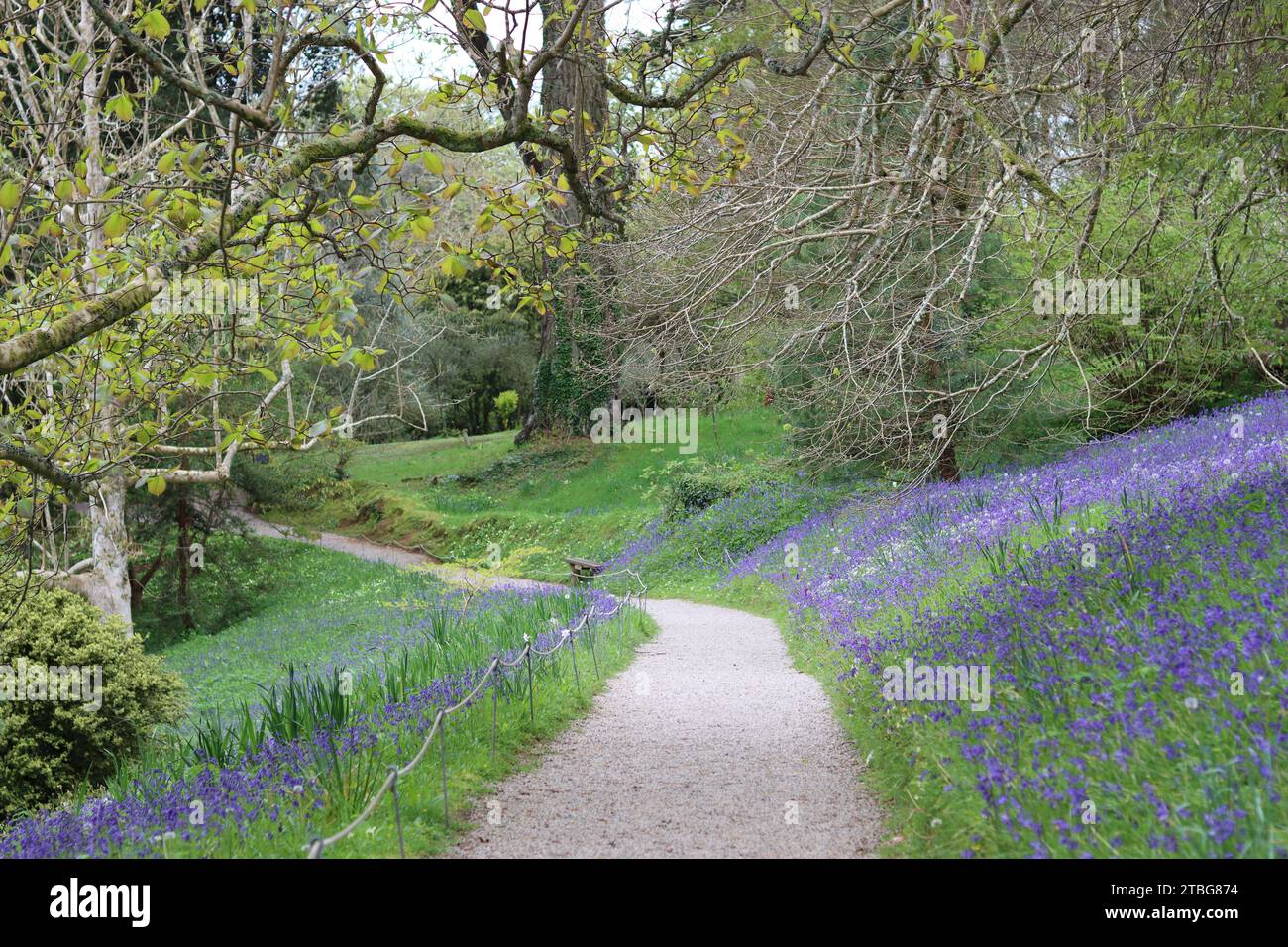 Waldweg schlängelt sich im Frühjahr durch einen Teppich aus wilden Blauglocken Stockfoto