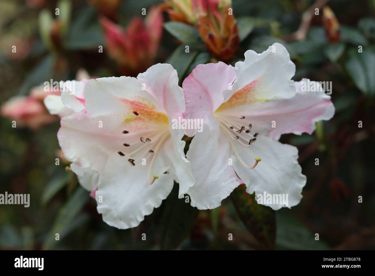 Nahaufnahme von weißen und blassrosa Rhododendronblüten Stockfoto