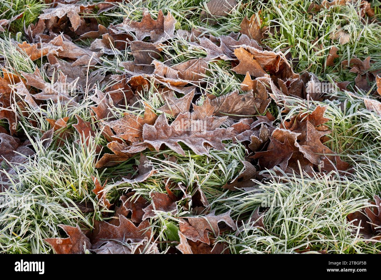 Gefallene Blätter und Gras bei frostigem Wetter, Warwickshire, Großbritannien Stockfoto