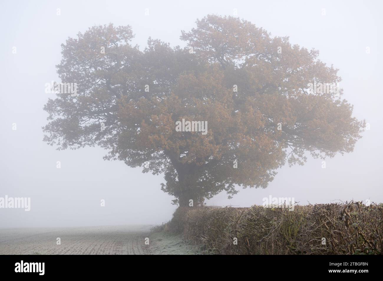 Eine Eiche im Winternebel, Warwickshire, England, Großbritannien Stockfoto