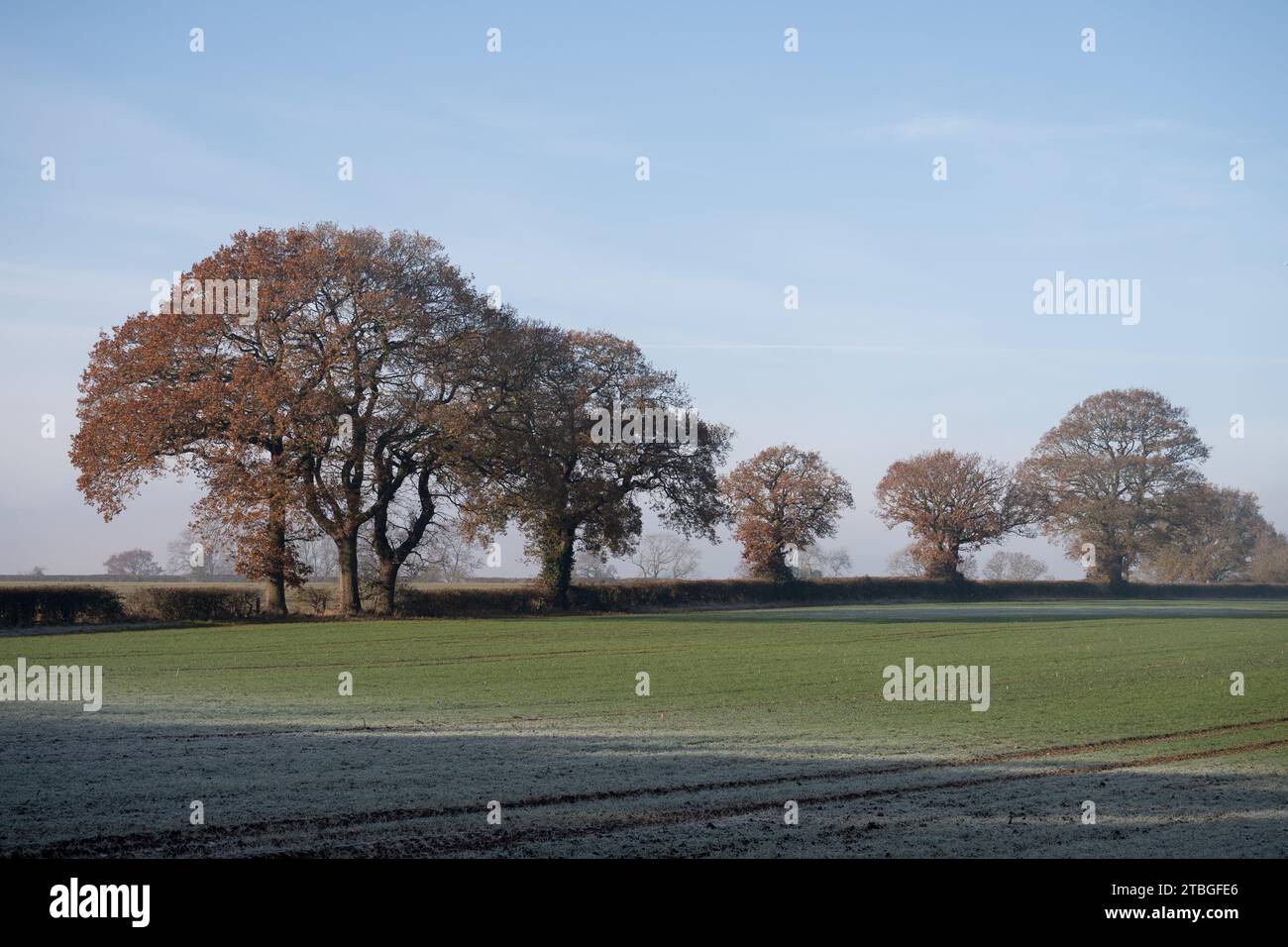 Winterlandschaft mit Eichen, Warwickshire, England, Großbritannien Stockfoto