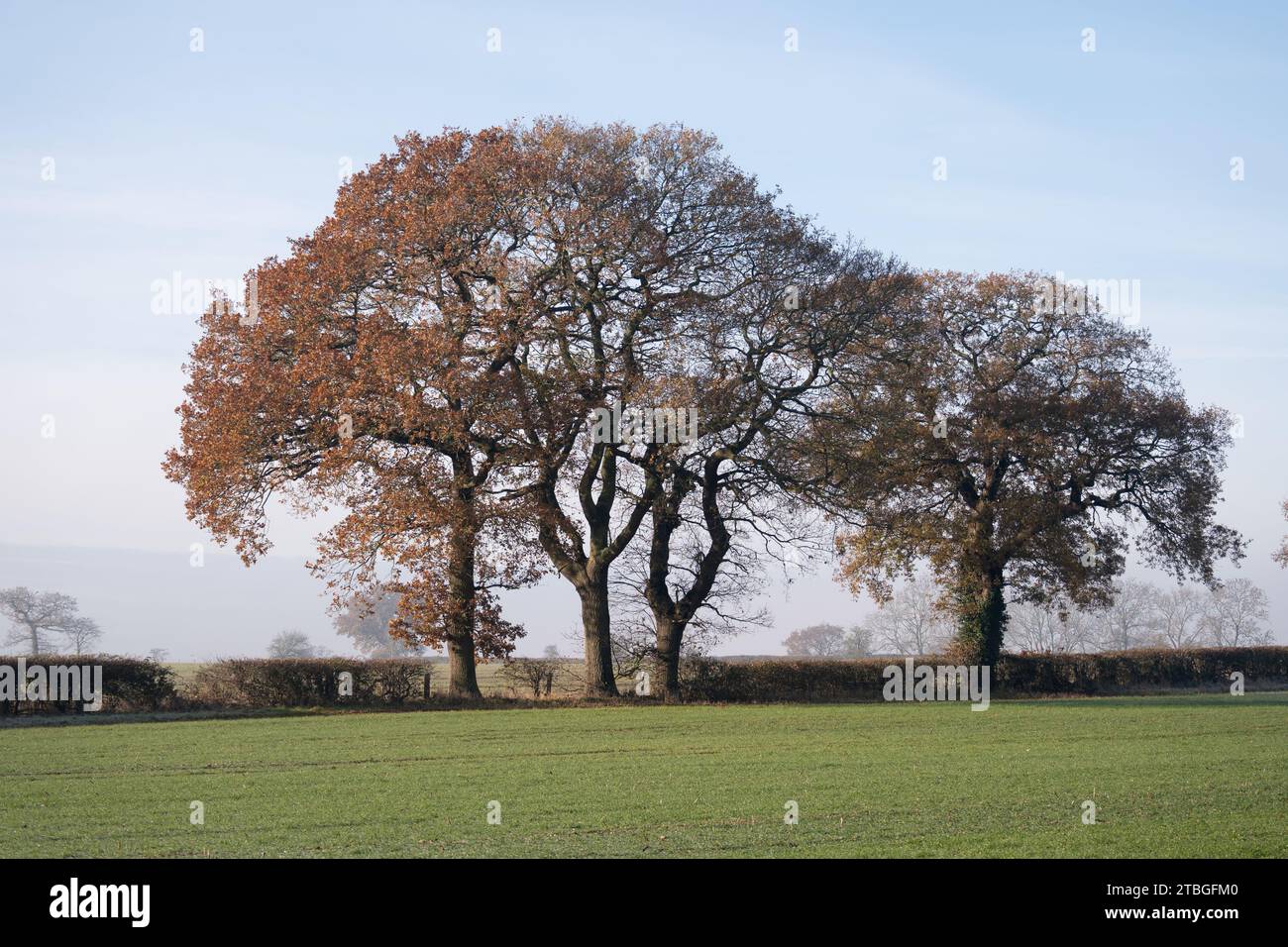 Eichen im Winter, Warwickshire, England, Großbritannien Stockfoto