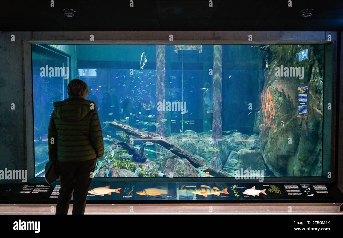 Aquarium, Baltic Sea Science Center, Freilichtmuseum Skansen, Djurgarden, Stockholm, Schweden Stockfoto