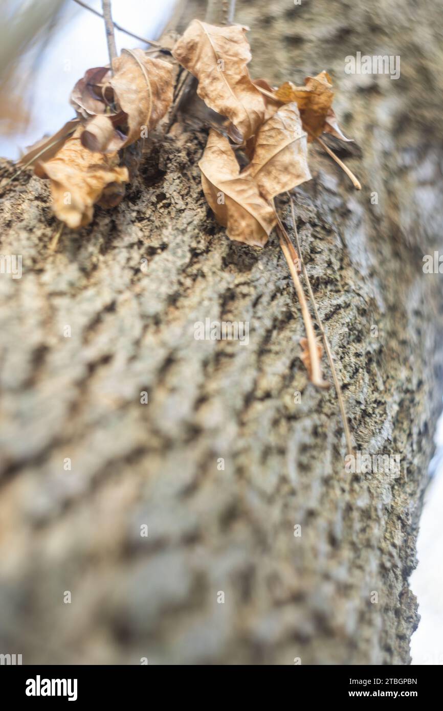 Natürlicher Bildschirmschoner und Hintergrund mit Herbstmotiv und saisonalen Farben. Stockfoto