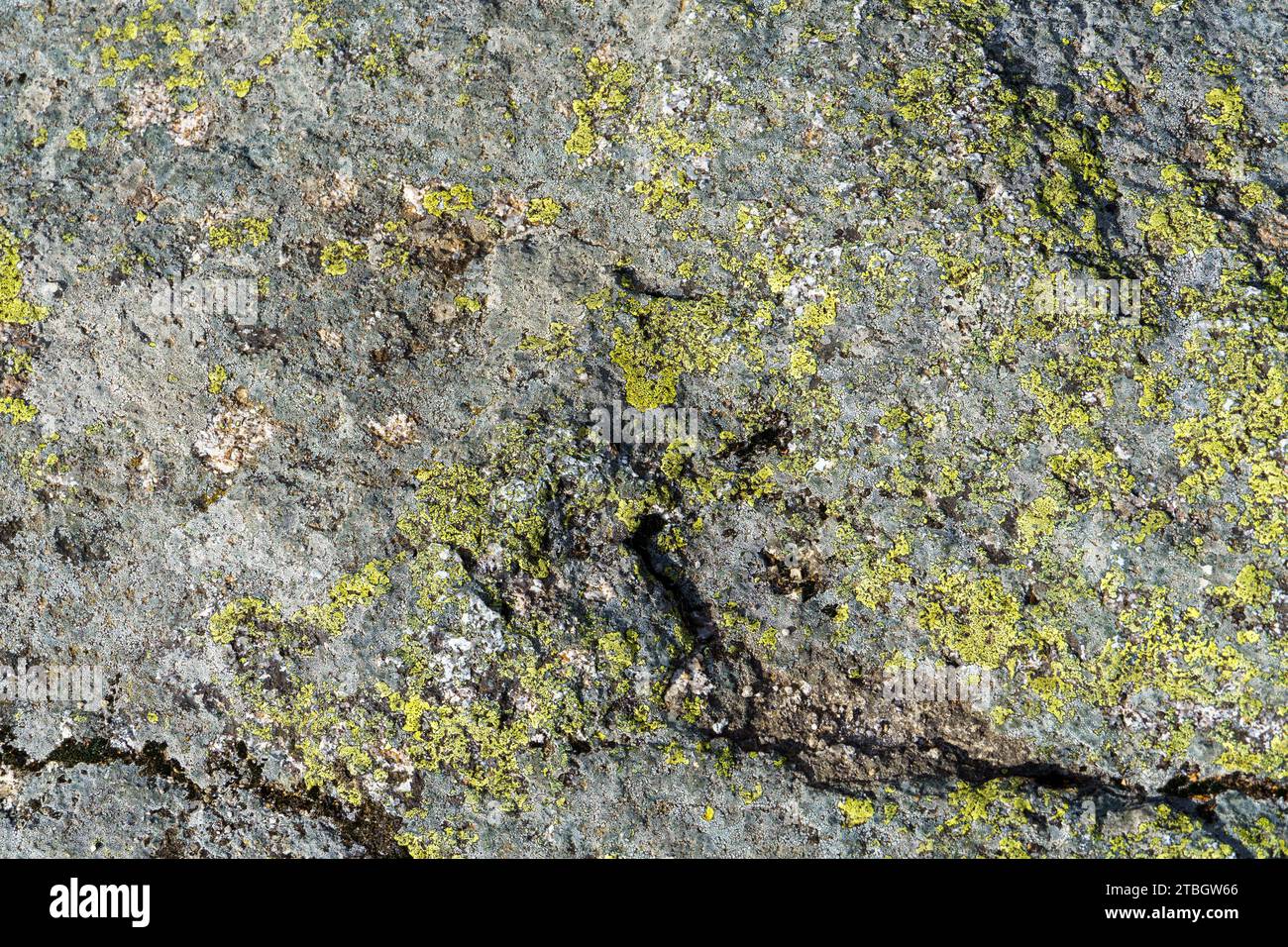 Grüne Flechten, die auf Felsen wachsen Stockfoto