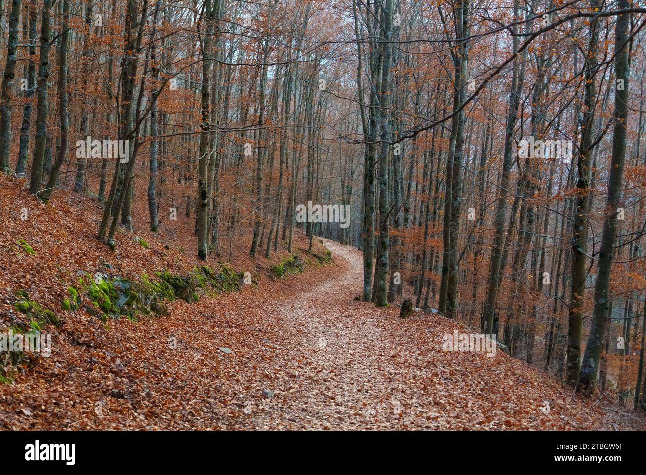 Herbstliche Farben auf gefallenen Blättern auf einem Waldweg zwischen den Bäumen bei Rota das Faias, Manteigas, Serra da Estrela, Portugal, Europa Stockfoto